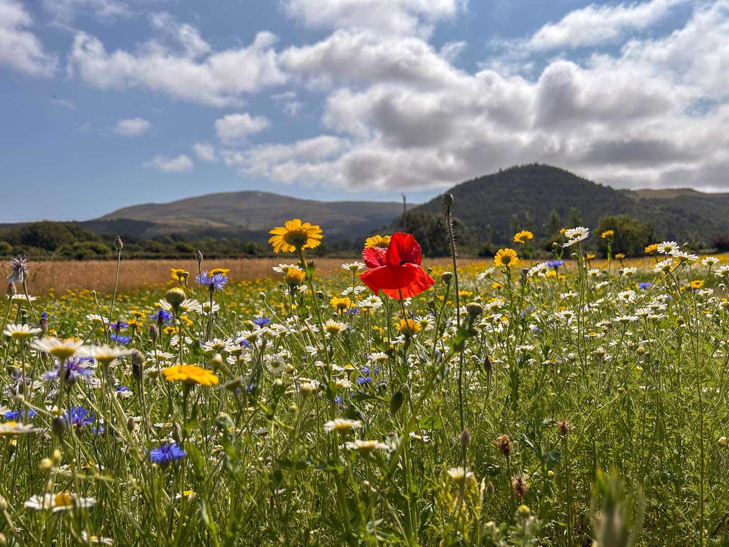 meadow